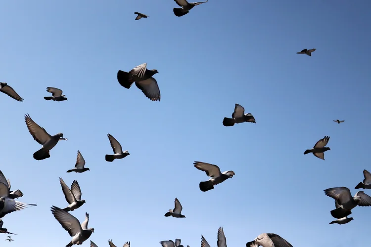Como os pombos encontram o caminho? Ciência aponta papel do fígado