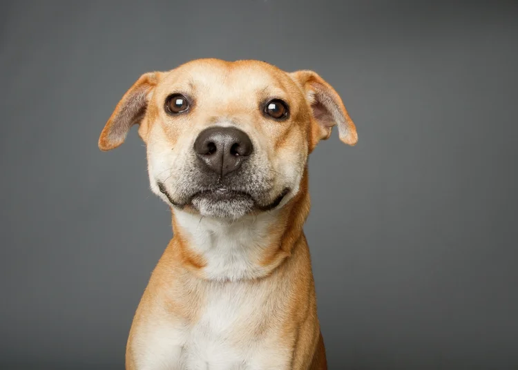 Corajosos, tímidos, sociáveis: a ciência confirma que animais têm traços individuais
