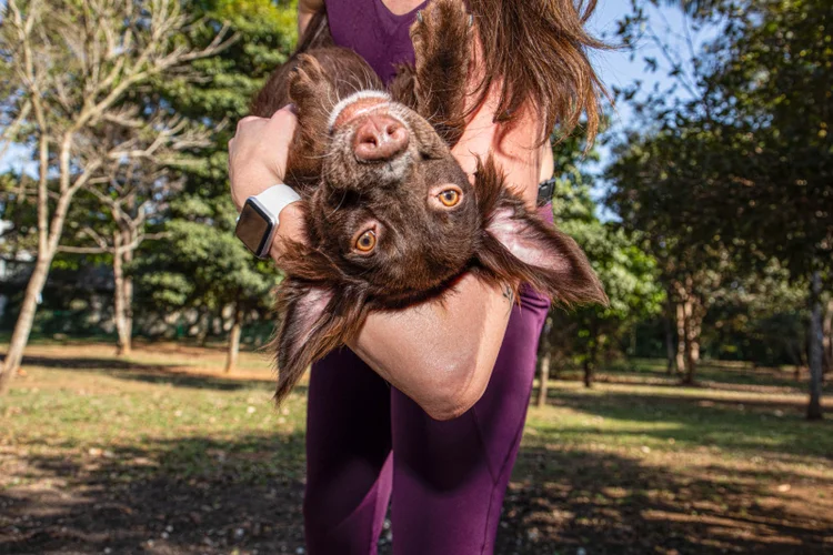 Crânio de filhote e sepultamento com humanos: como começou a relação homem-cachorro
