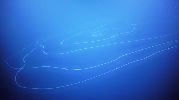 Criatura de 47 metros vive nas profundezas dos oceanos desde a era de Napoleão