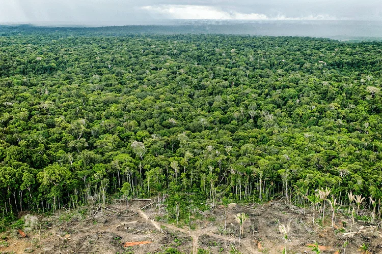 Desmatamento na Amazônia cai 50% e atinge menor nível em 11 anos