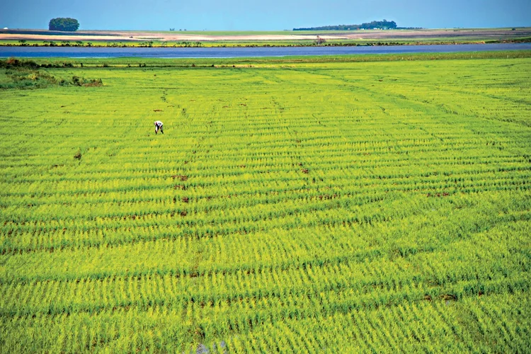 Diesel em falta no RS preocupa agronegócio e pode deixar arroz mais caro
