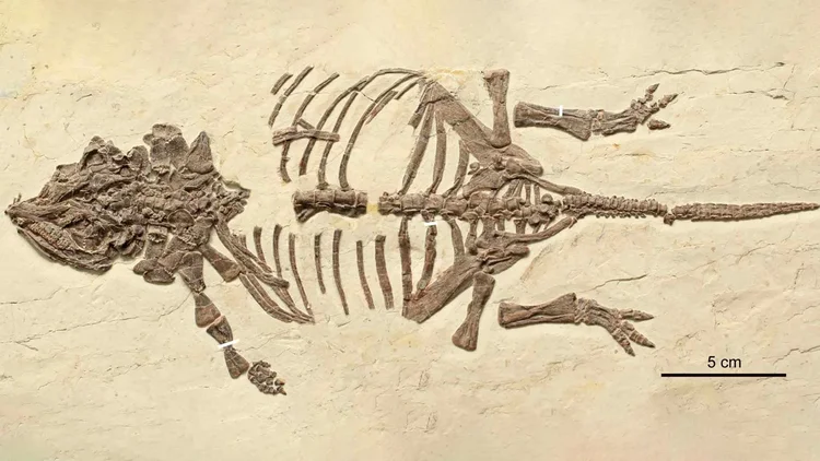 Dinossauro de 40 centímetros que desafiava cientistas era, na verdade, um filhote