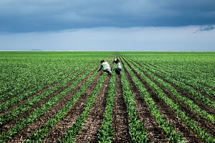 Do Sul ao Nordeste: como o El Niño pode mudar a produção agrícola no Brasil