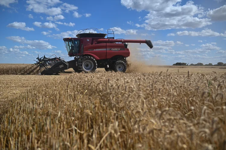 El Niño chega ao pãozinho: fenômeno pode derrubar produção de trigo em 20%