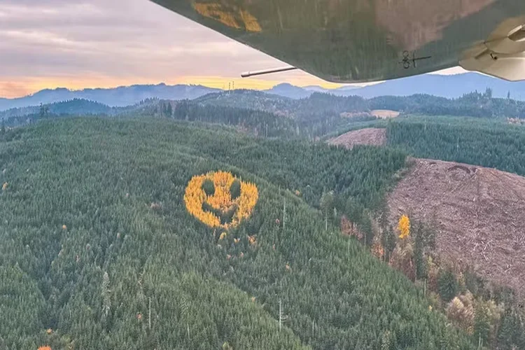 'Emoji' gigante aparece em floresta nos EUA e tem explicação curiosa