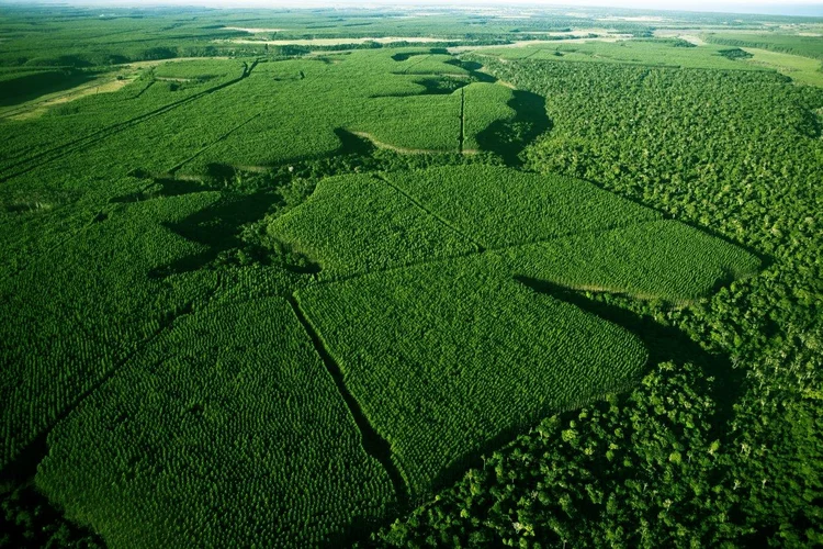 Emprego, renda e floresta: a aposta da Suzano para tirar 200 mil pessoas da pobreza