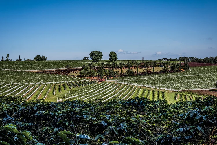 Equilíbrio e cultura: o momento de transição no mercado de vinhos