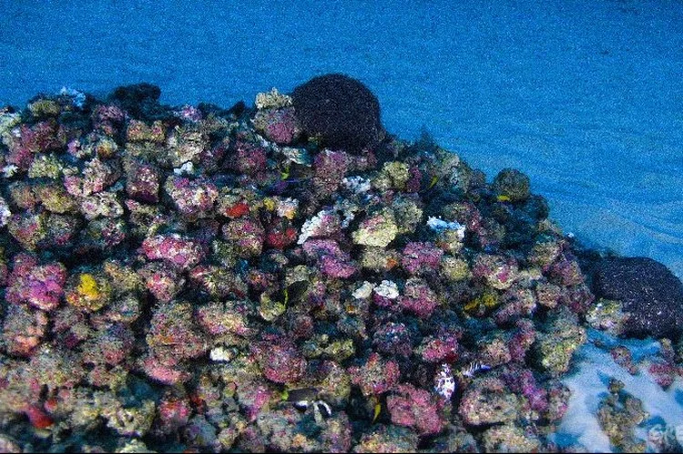 Estudo inédito mostra que 80% dos corais do mundo sofreram branqueamento