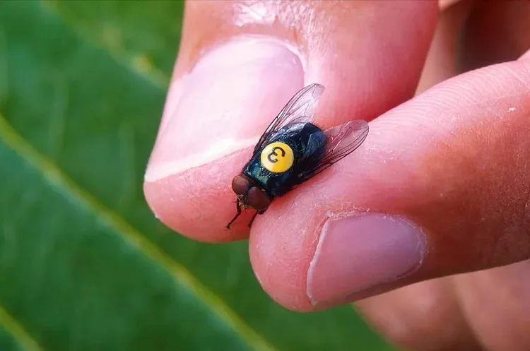 EUA cria 'fábrica de moscas' para conter praga do México sobre carne bovina
