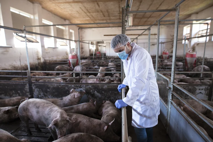 Exportações recordes de carne suína aceleram para atender Sudeste Asiático