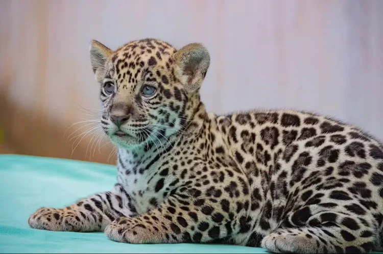 Filhote de onça-pintada nasce no Pará; veja como votar no nome