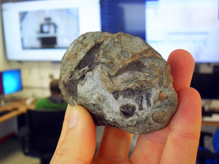 Fóssil de 250 milhões de anos revela que ancestrais dos mamíferos botavam ovos