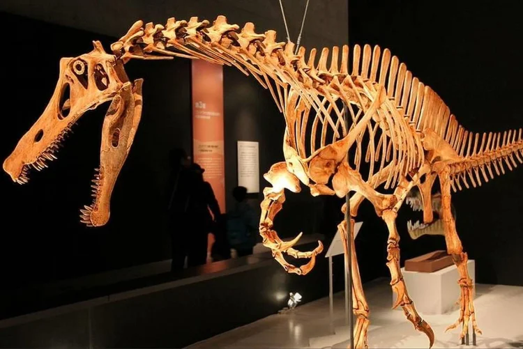 Fóssil de dinossauro traficado deve voltar ao Brasil após anos na Alemanha
