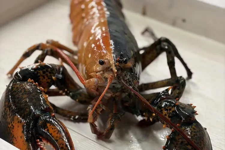 Lagosta rara de duas cores é encontrada nos EUA; veja vídeo