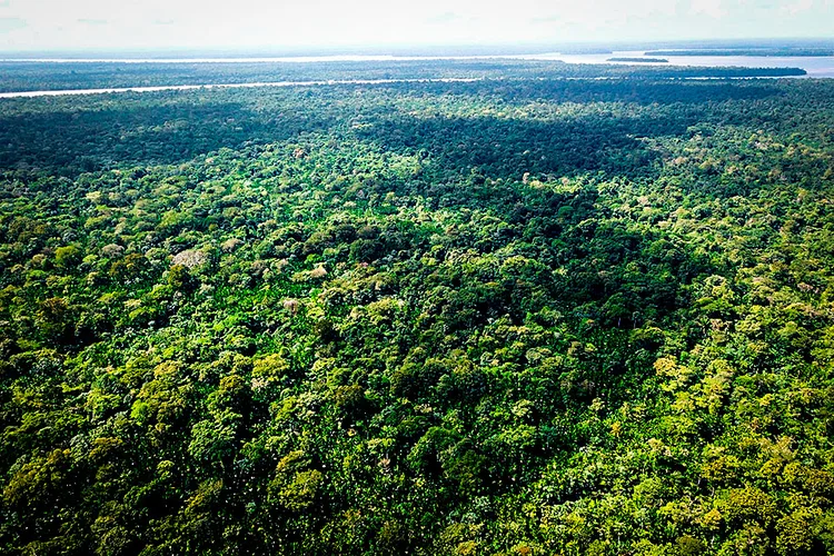 Luxemburgo anuncia 50 milhões de euros ao Fundo de Florestas Tropicais e sede do braço financeiro