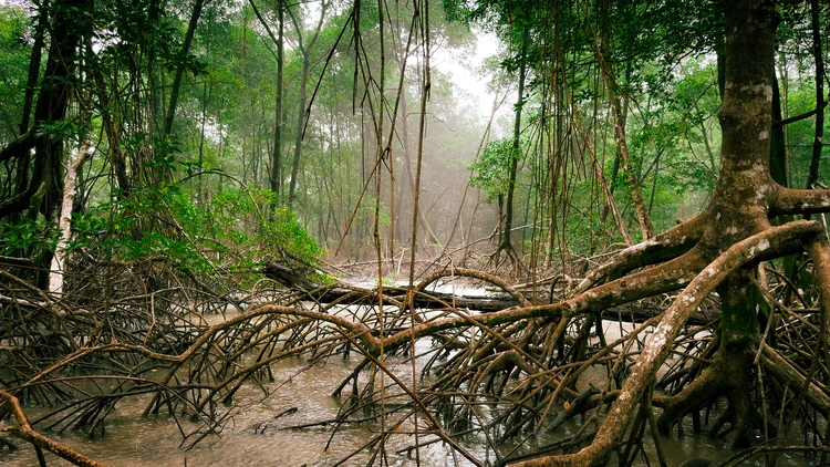 Manguezais da Amazônia podem armazenar até três vezes mais carbono que florestas