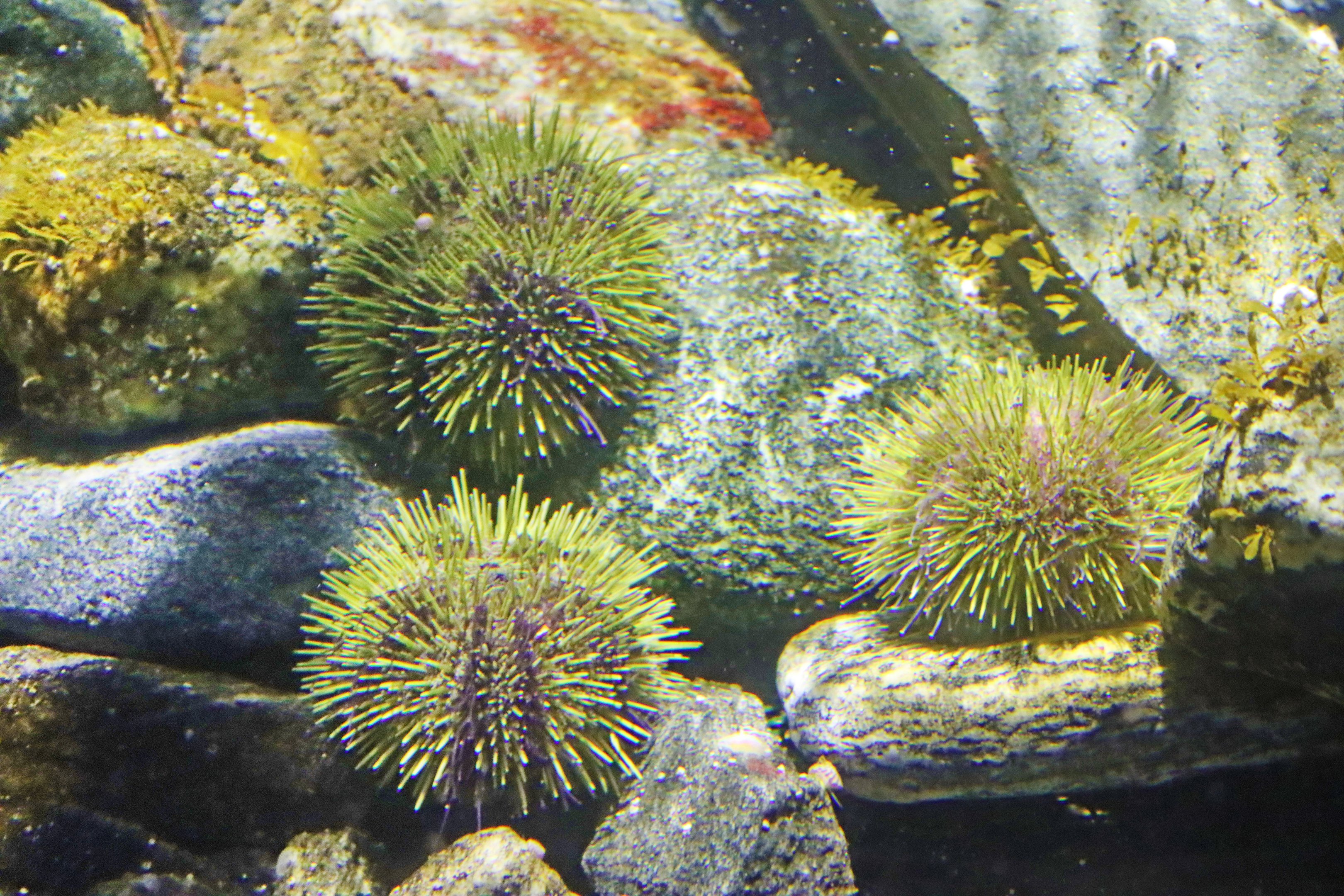 Mergulhadores que caçavam ouriços-do-mar acham R$ 9 bilhões no oceano — mas agora podem ser presos