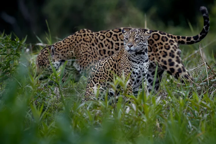 Mistério dos leopardos 'anões' finalmente ganha explicação científica