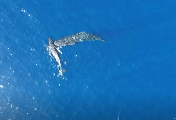 Moby Dick era real? Vídeo mostra 1º registro de cabeçadas de cachalotes