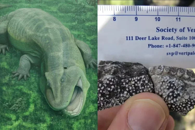 'Monstro' com mandíbula torta é descoberto no Brasil