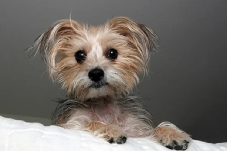 Não é só frio: por que cachorros pequenos tremem tanto