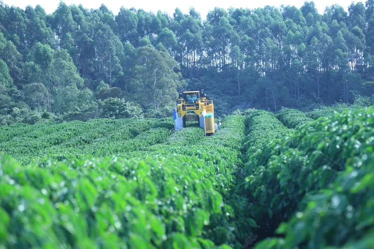 Nescafé ultrapassa metade do café global com agricultura regenerativa e acelera trabalho justo