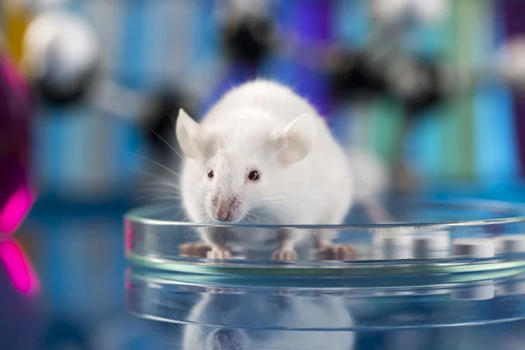 Novo tratamento experimental faz diabetes desaparecer em camundongos