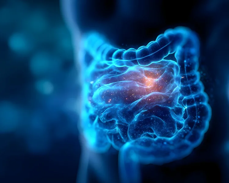 Nutriente comum pode ativar mecanismo 'oculto' de regeneração no intestino