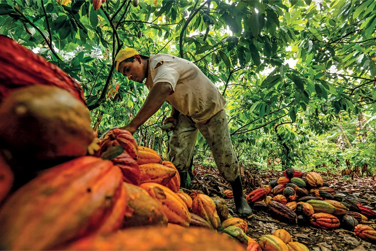 O novo ciclo: cacau pode ter excedente global, mas demanda fraca preocupa setor