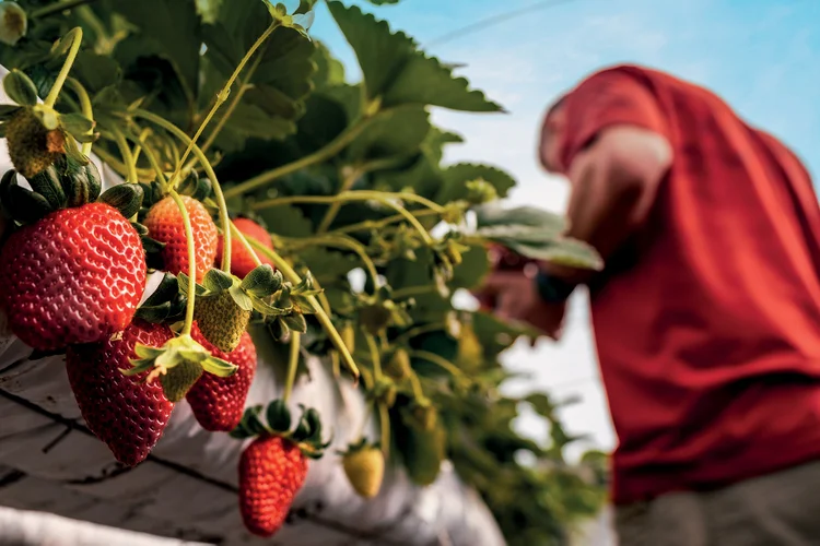 O que faz um alimento ser mais doce em alguns países do que em outros?