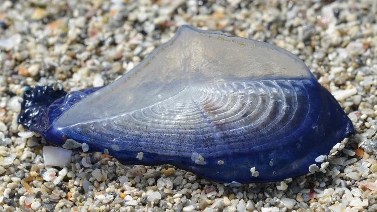 O que são as manchas azuis que surgiram nas praias dos EUA?