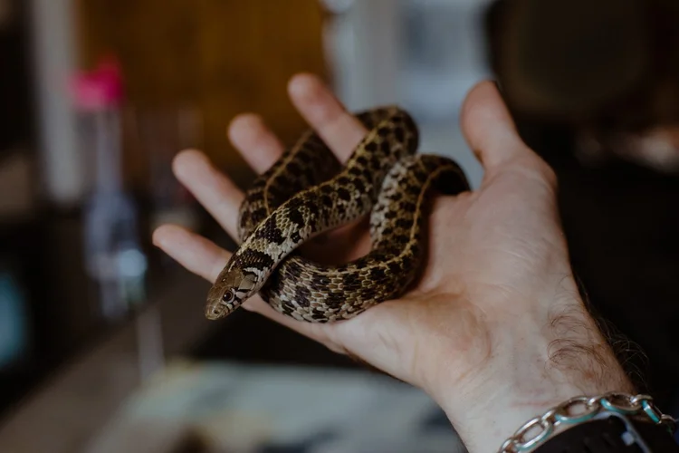 O segredo evolutivo que ajudou as cobras a 'dominarem' o planeta