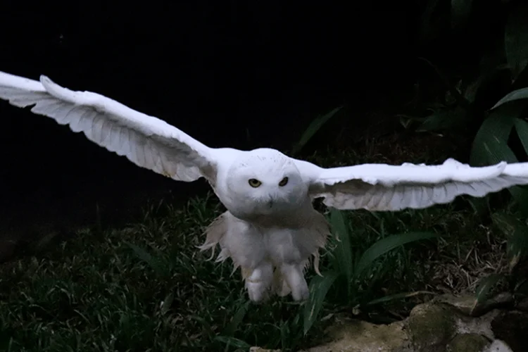 ONU declara 40 novas espécies protegidas, incluindo 'coruja de Harry Potter'