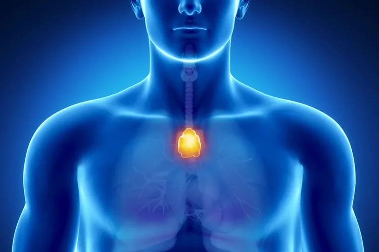 Órgão 'esquecido' pode influenciar câncer e doenças cardíacas, diz estudo