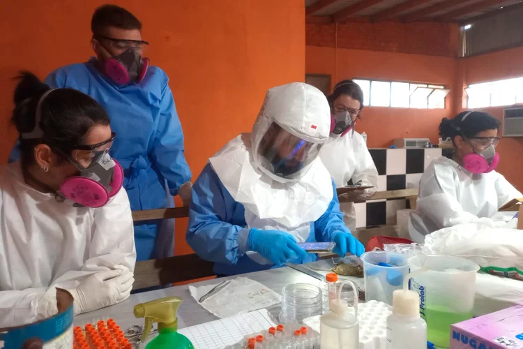 Paraná tem dois casos confirmados de hantavírus; veja o que se sabe