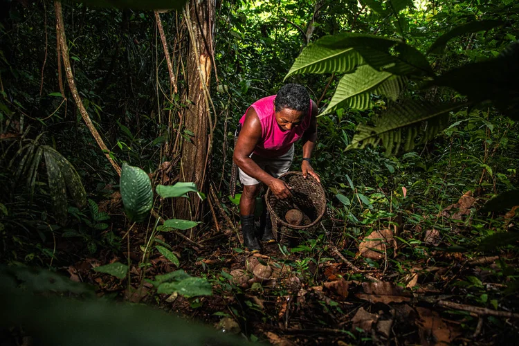 Parceria da Zurich e Rede Origens Brasil movimenta R$ 35 milhões com bioeconomia amazônica