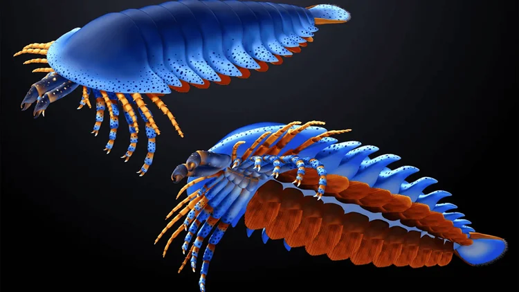 Parente de aranha de 500 milhões de anos intriga com garras 'fora do lugar'