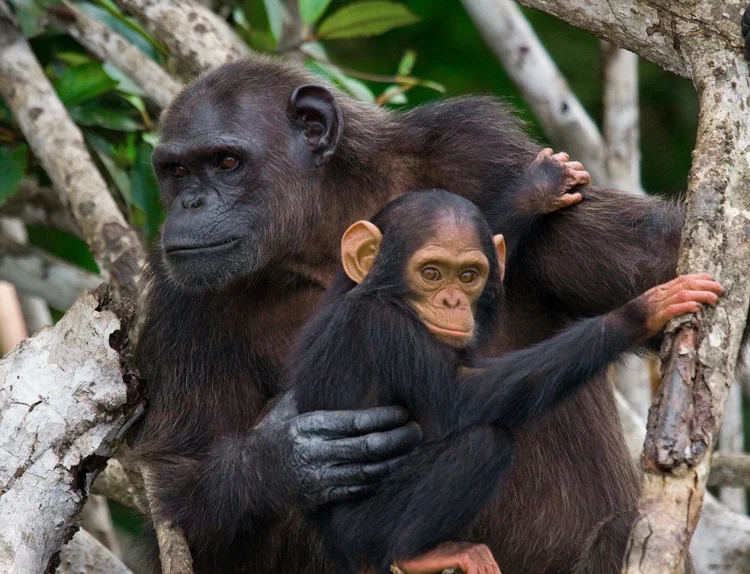 Parto não é exclusivo dos humanos — e pode ser pior em outros primatas