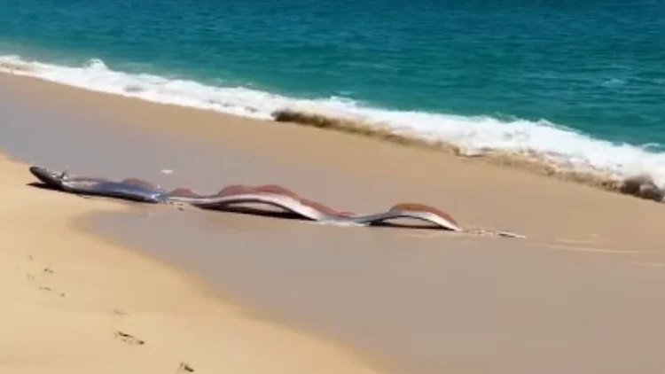 'Peixe do fim do mundo' aparece em praia no México e assusta turistas; veja vídeo
