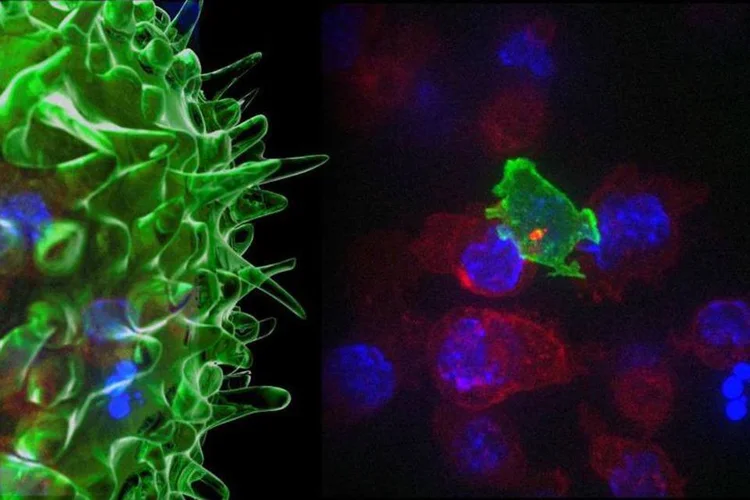 Pesquisadores chineses aumentam precisão das células de defesa contra o câncer