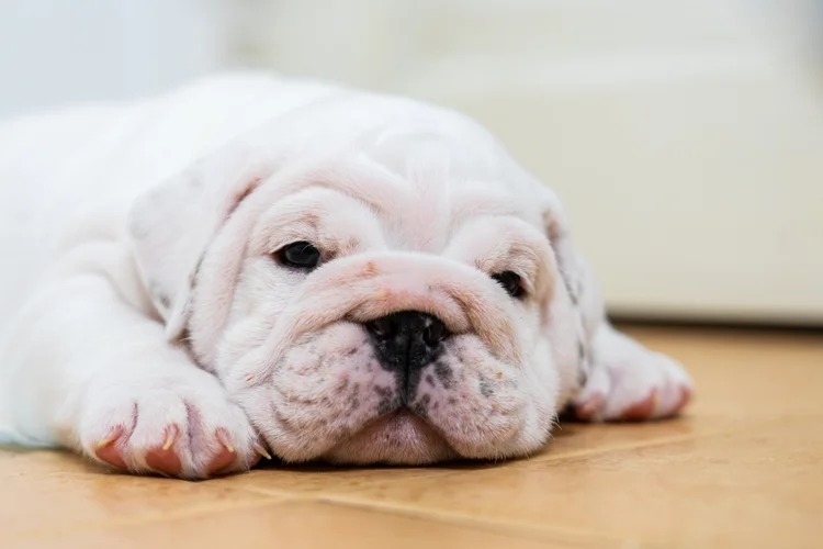 Petz tem prejuízo e lucro da Cobasi cresce em último balanço antes da união