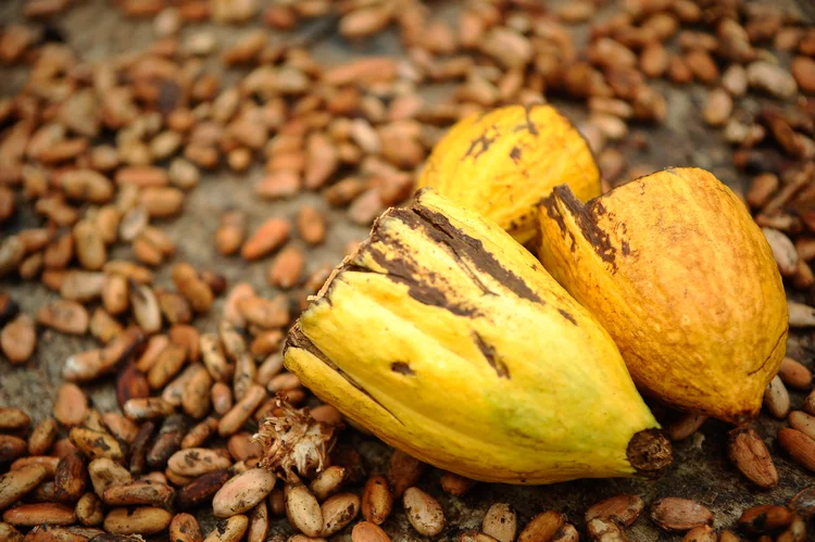 PL do cacau aprovado no Senado redefine regras e divide setor