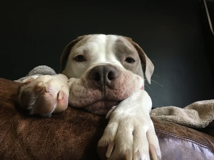 Por que chocolate faz mal para os cachorros?