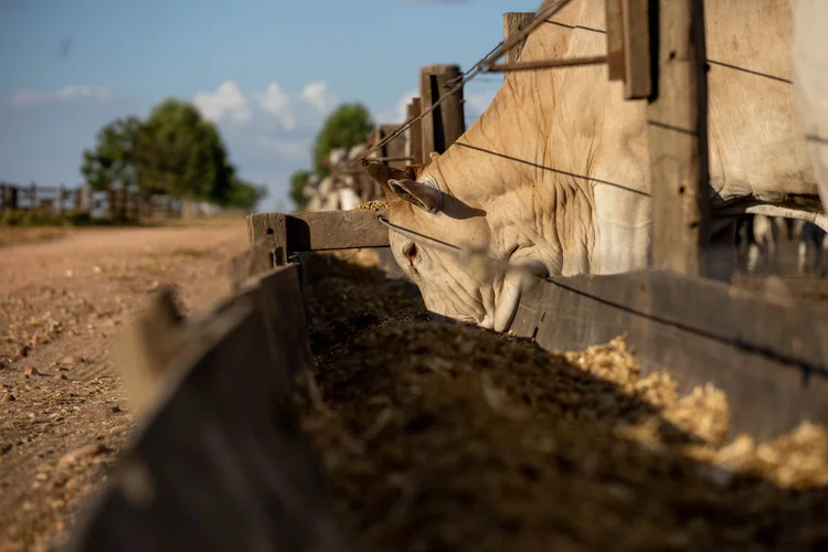 Por que o pênis bovino virou aposta do Mato Grosso para ampliar exportações