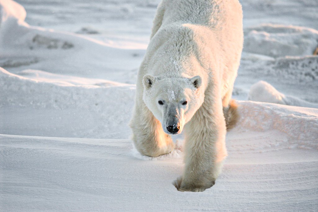Por que ursos polares estão mais gordos apesar do derretimento do gelo
