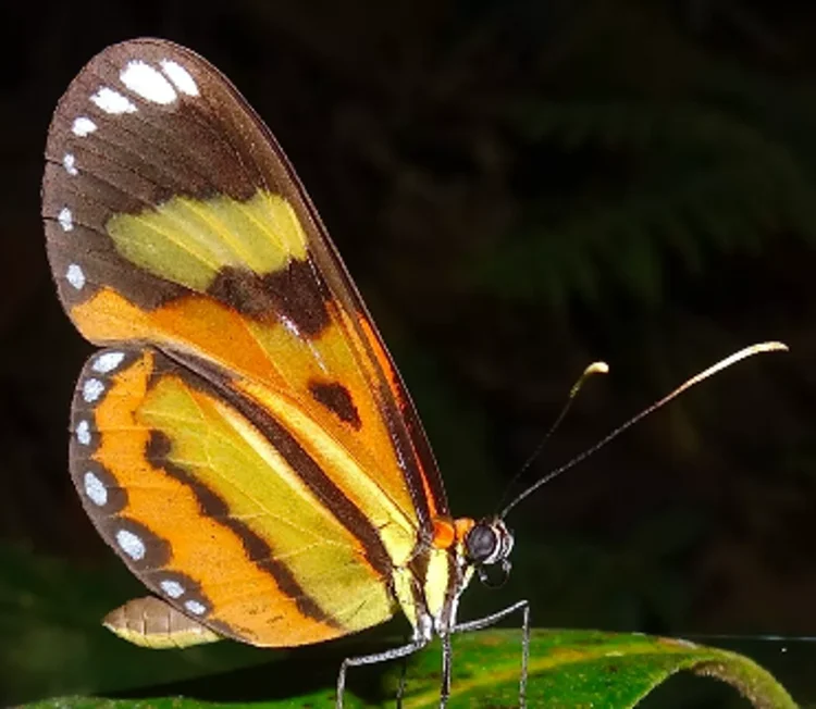 Previsível? DNA de 120 milhões de anos revela padrão na evolução