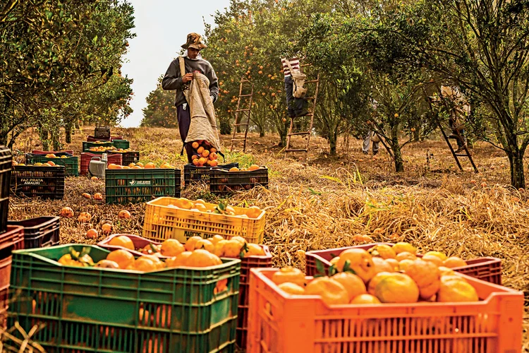 Produção de laranja no Brasil deverá cair 13% — e o El Niño pode piorar o cenário