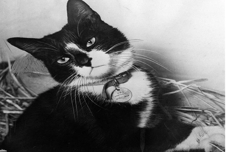 Quem é Simon, o único gato da história a receber uma medalha de guerra?