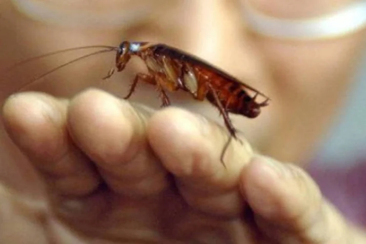 'Rei das baratas', cientista batiza espécies com homenagens a 'Senhor dos Anéis'